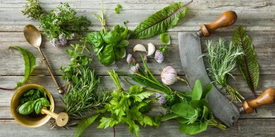 Různé bylinky použitelné v kuchyni