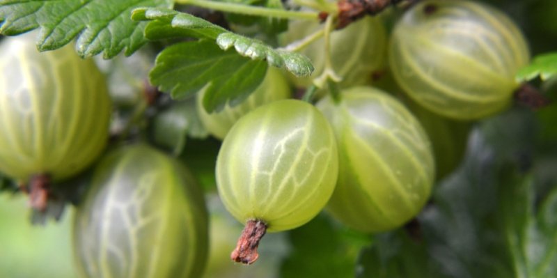 V obchodech se prodává předražený nezralý angrešt! Vypěstujte ho radši bez práce doma a udělejte z něj dokonalý džem