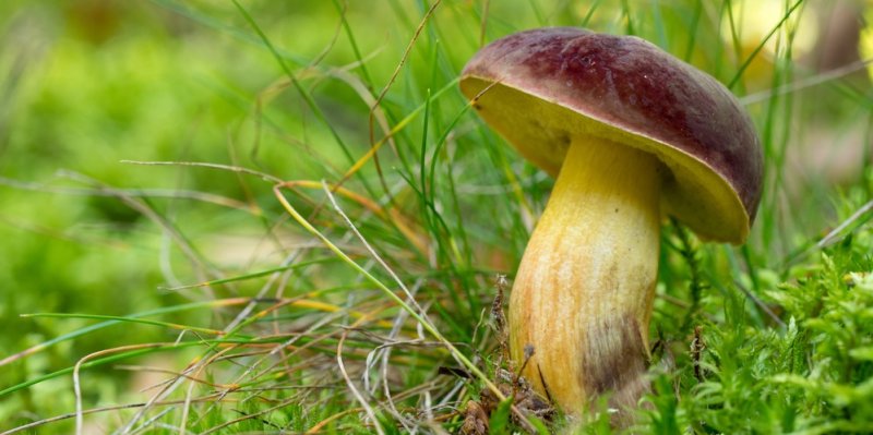 Smí se houby ohřívat a můžete na ně pít alkohol? Na některých mýtech o houbách je zrnko pravdy
