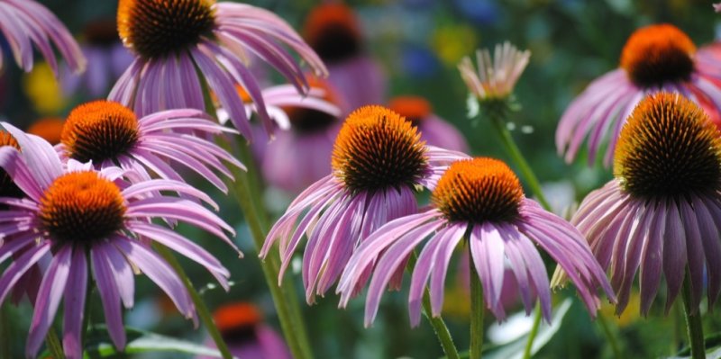 Krásná a nenáročná: Léčivá echinacea by neměla chybět ani na vaší zahrádce