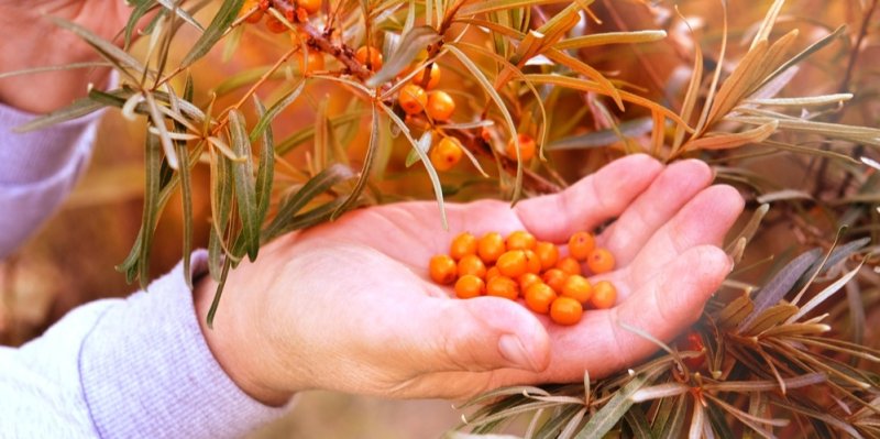 Vitamínová bomba podzimu: Rakytník obsahuje až 10x více vitamínu C než pomeranč