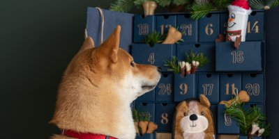 Pes se dívá na adventní kalendář, ze kterého vykukují hračky a pamlsky