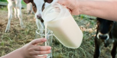 Člověk nalévá syrové mléko ze džbánu do sklenice, v pozadí jsou krávy