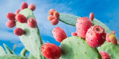 Kaktus s plody