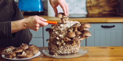 Člověk v kuchyni ořezává houby Shiitake z bloku s podhoubím