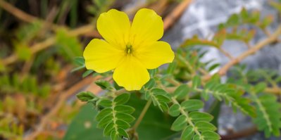 Kotvičník navrátí chuť do života ženám i mužům. Proč ho s přibývajícím věkem potřebujeme více?