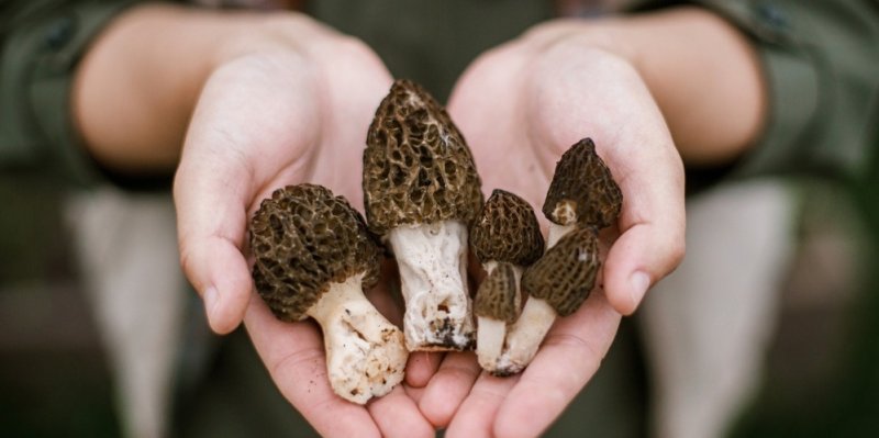 Vyrazte na houby už na jaře! Začíná sezona lahodných kačenek, smržů a čirůvek