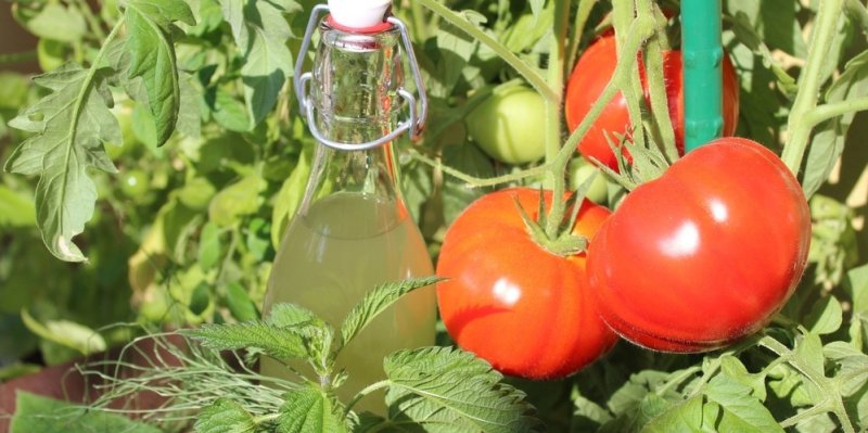 Sbírejte letos úrodu rajčat a jahod po koších! Vyrobte si domácí hnojivo z kopřiv