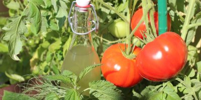 Kopřivové hnojivo ve skleněné lahvi, rajčata, kopřivy