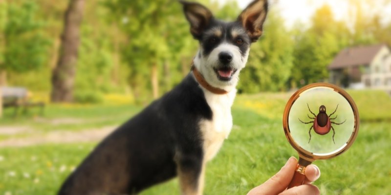 Rozlučte se s klíšťaty na zahradě jednou provždy! Jak? Musíte na ně zaútočit jako první