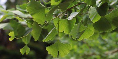 Listy ginkgo biloba