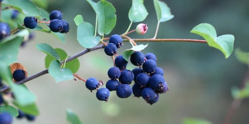 Muchovník: Plody podobné borůvkám právě teď dozrávají. Je to vitamínová bomba