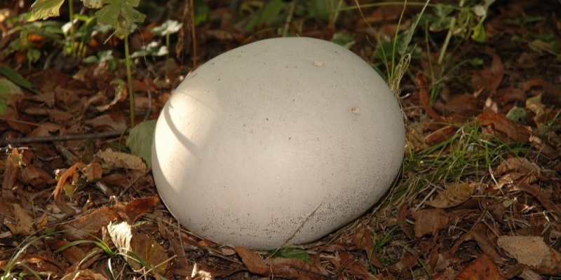 Pýchavka obrovská: Gigantická houba připomíná míč, pokud ji najdete, čeká vás gurmánský zážitek