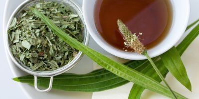 Jitrocel, sušené listy jitrocele a jitrocelový čaj