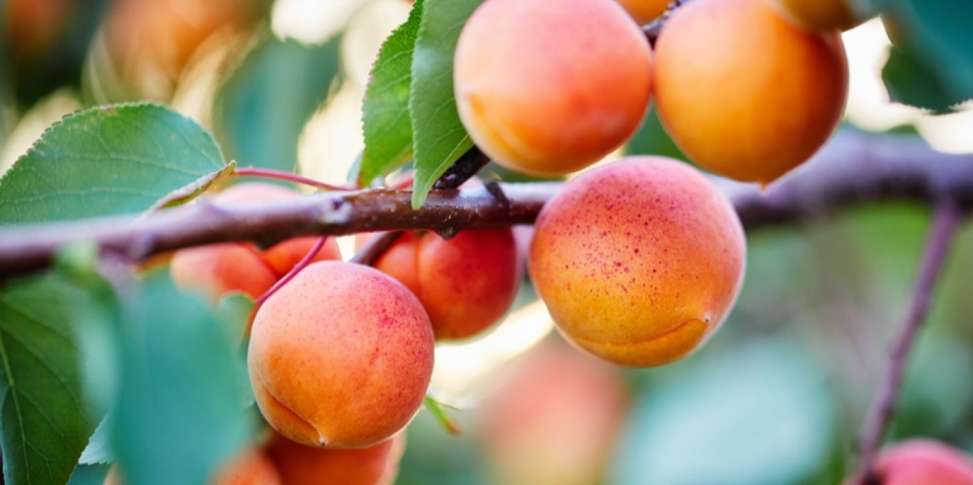 Merunky Samosber Litomerice: Výběr Ovocí na Vlastní Pěst