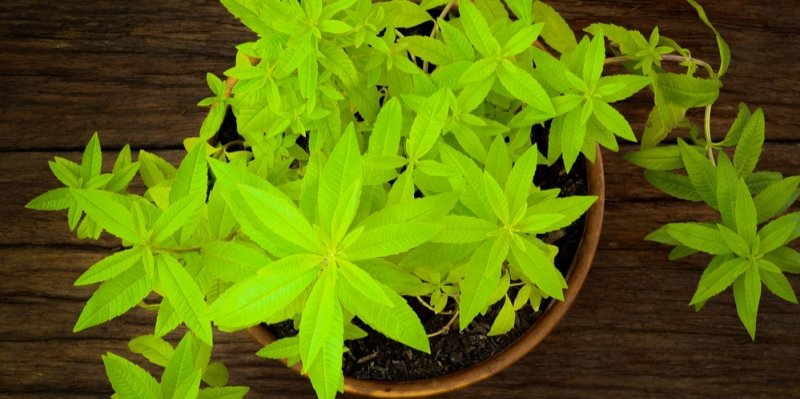Verbena: Pěstování bylinky s omamně citrusovou vůní je čím dál populárnější. Zlepší náladu a pomůže usnout