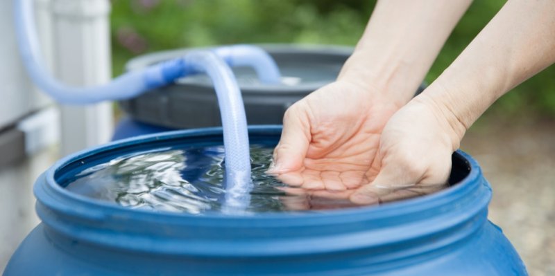 Nejlepší voda na zalévání rostlin? Kohoutková může způsobit fluoridovou toxicitu, začněte sbírat dešťovku