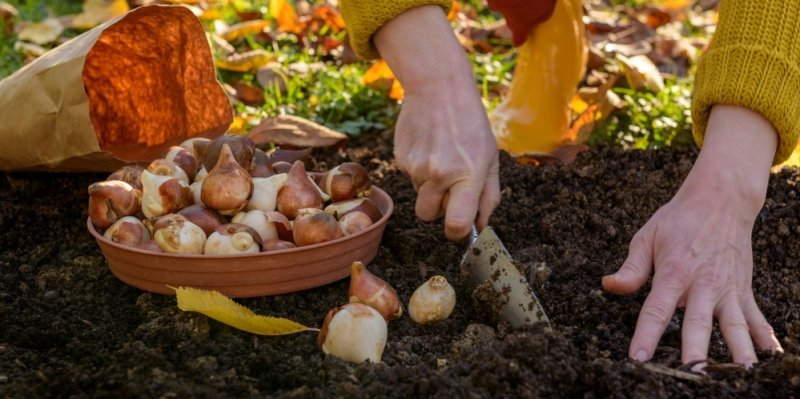 Na podzim je čas zasadit jarní cibuloviny: Které musíte stihnout teď a co nechat na říjen a listopad?