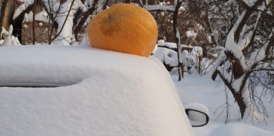 Velká oranžová dýně na zasněženém autě ve staré zahradě