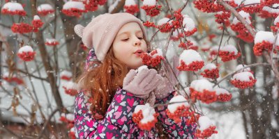 Dítě ofoukává sníh ze zasněžených jeřabin