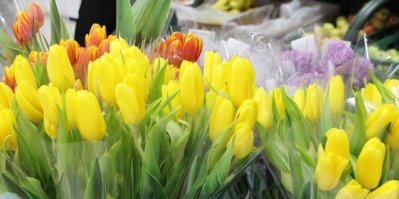 Žluté a žíhané tulipány
