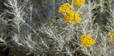 Smil italský – šedá rostlina se žlutými květy