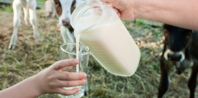 Nalévání mléka do sklenice přímo na pastvě, přihlížející kravičky v pozadí