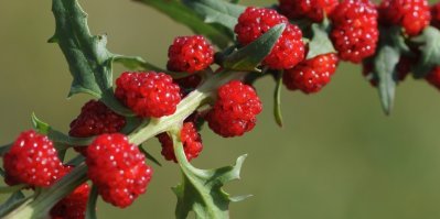 Červené plody a zelené listy jahodového špenátu