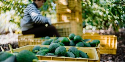 Sklizeň avokáda. V pozadí mexická farmářka