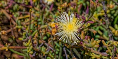 Sukulentní žlutě a bíle kvetoucí rostlina kanna s léčivými vlastnostmi v Little Karoo poblíž pohoří Langeberg ve Western Cape, Jižní Afrika