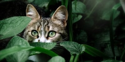 Hlava kočky číhá za listy
