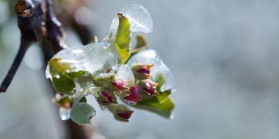Květ obalený ledem