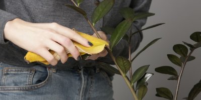 Otírání listů rostliny slupkou od banánu
