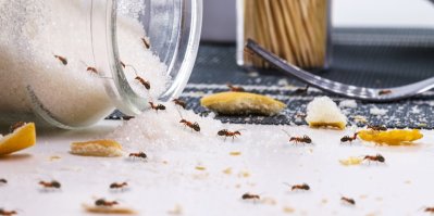 Mravenci se usídlili v dóze s cukrem