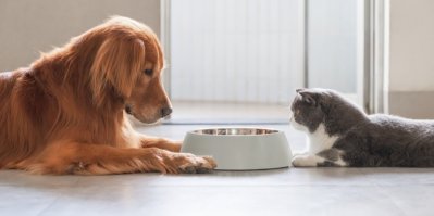Pes a kočka se dívají do misky