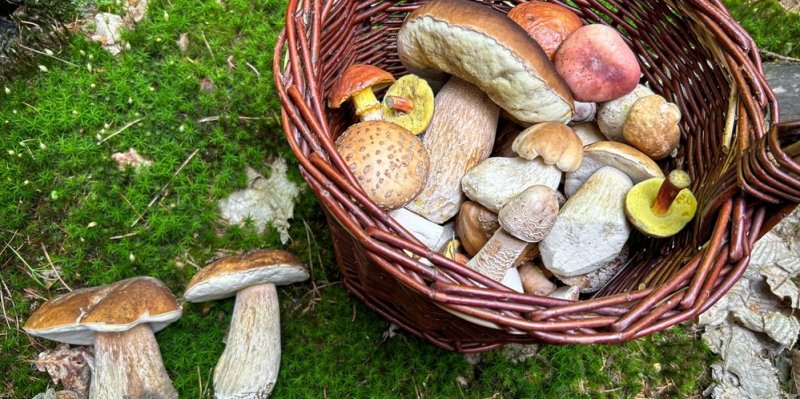 Kam na houby v Česku? Mykologové aktualizovali mapu nejlepších houbařských lokalit
