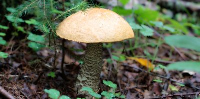 Hnědá houba rostoucí v lese
