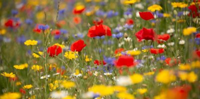 https://www.shutterstock.com/cs/image-photo/snowshill-meadow-cotswolds-gloucestershire-united-kingdom-2411056989