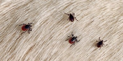 Olej, kroucení nebo pálení? Při vyndávání klíštěte tohle nedělejte. Správné je jen viklání