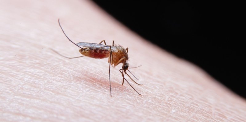 Komáři vám nedají spát? Na noční stolek dejte citron a máte vyhráno