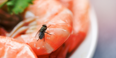 Moucha může na jídlo přenést řadu bakterií.