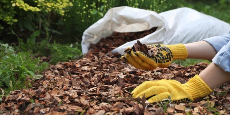 Mulčovací kůra: Zatočí s plevelem a obohatí půdu. Pozor ale na chyby, které nadělají víc škody než užitku