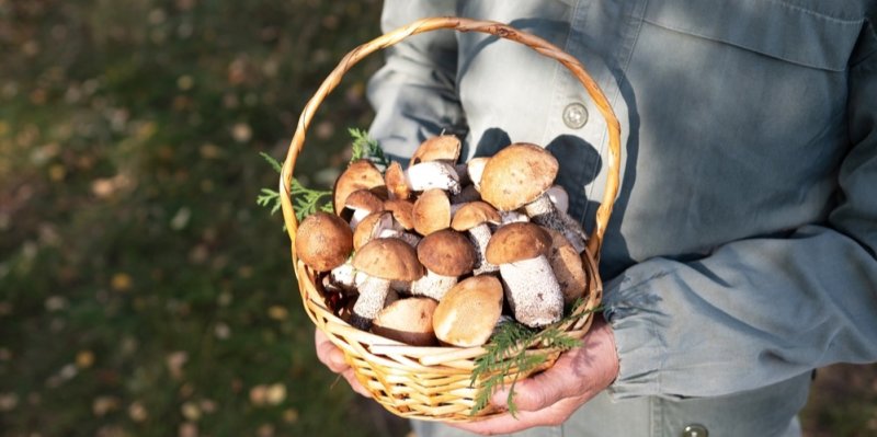 Pozor, z jedlých hub se mohou stát „jedovaté“. Ty přemrzlé nejezte, radí mykolog
