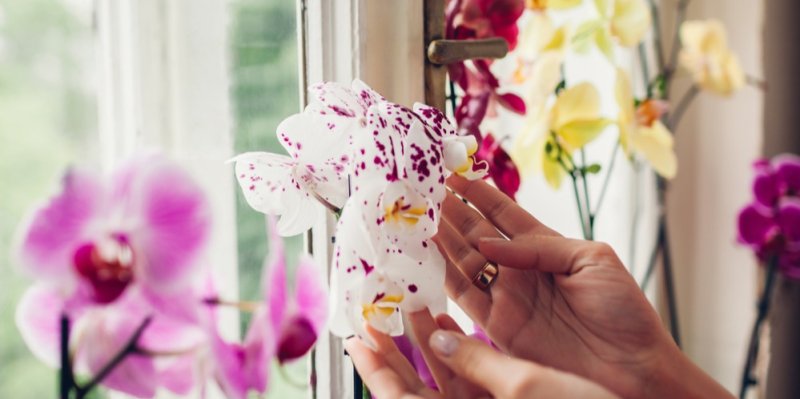 Nekvete vám orchidej? Zkuste nálev se syrovou rýží, která probudí květy k životu