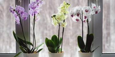 Květy různobarevných orchidejí u okna