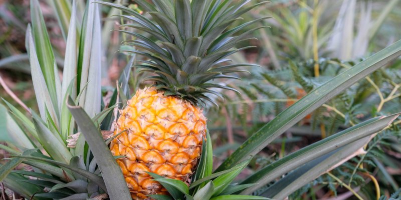 Vypěstujte si ananas z odřezku! Odmění se vám krásnou rostlinou a časem i slaďoučkými plody