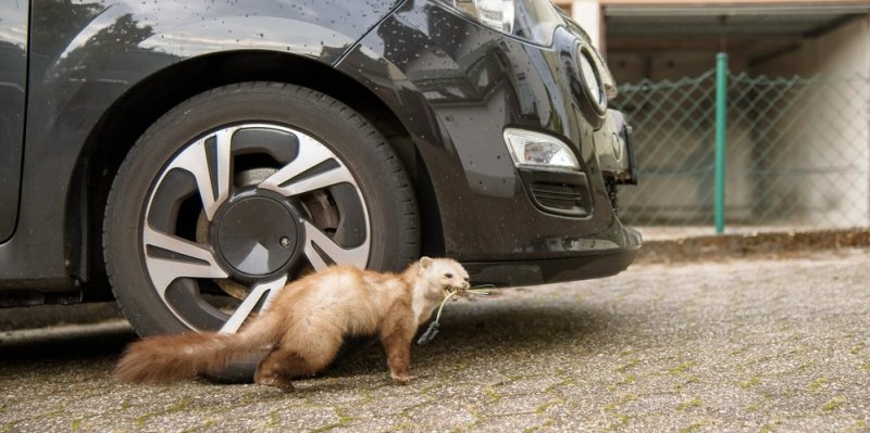Řidiči jsou zoufalí, kuny jim ničí auta a způsobují desetitisícové škody. Odpudit je prý pomůžou pachové stopy