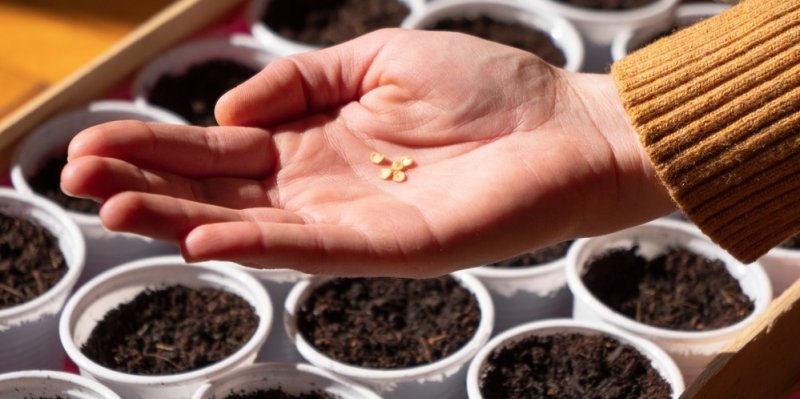 Jak zrychlit klíčení semínek? Stačí jim dopřát koupel! Zahradnický trik, který zaručí bohatou úrodu