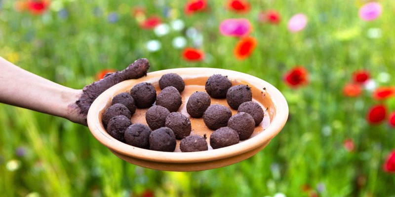 Místo sázení vyzkoušejte házení: Semínkové bomby jsou ideální pro líné zahradníky a jejich výrobu zvládnete snadno sami