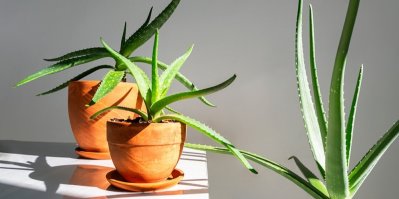 Rostliny Aloe vera v květináčích